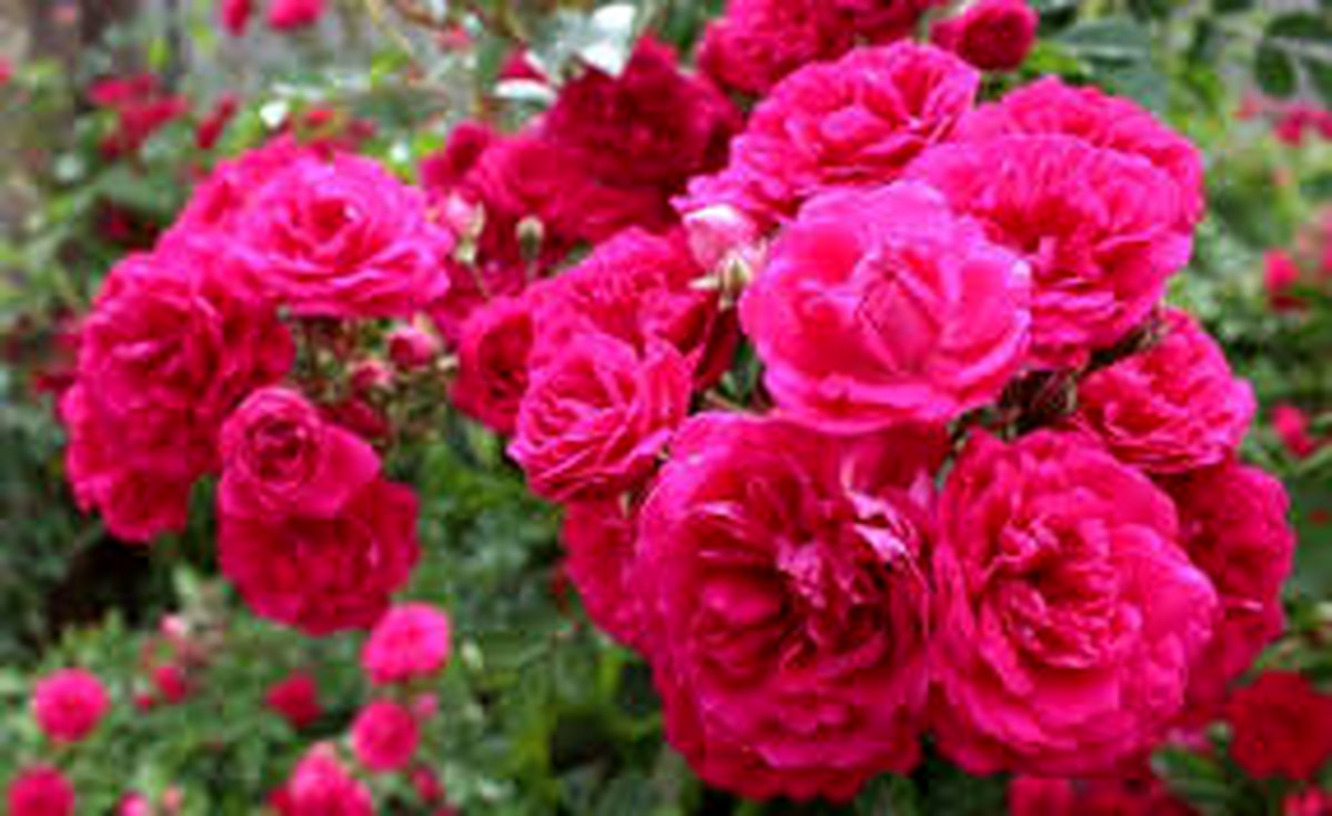  خواص درمانی بی نظیر گل محمدی