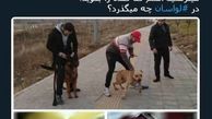 توئیتر::"سگ‌های هار" در لواسان چه می‌کنند؟