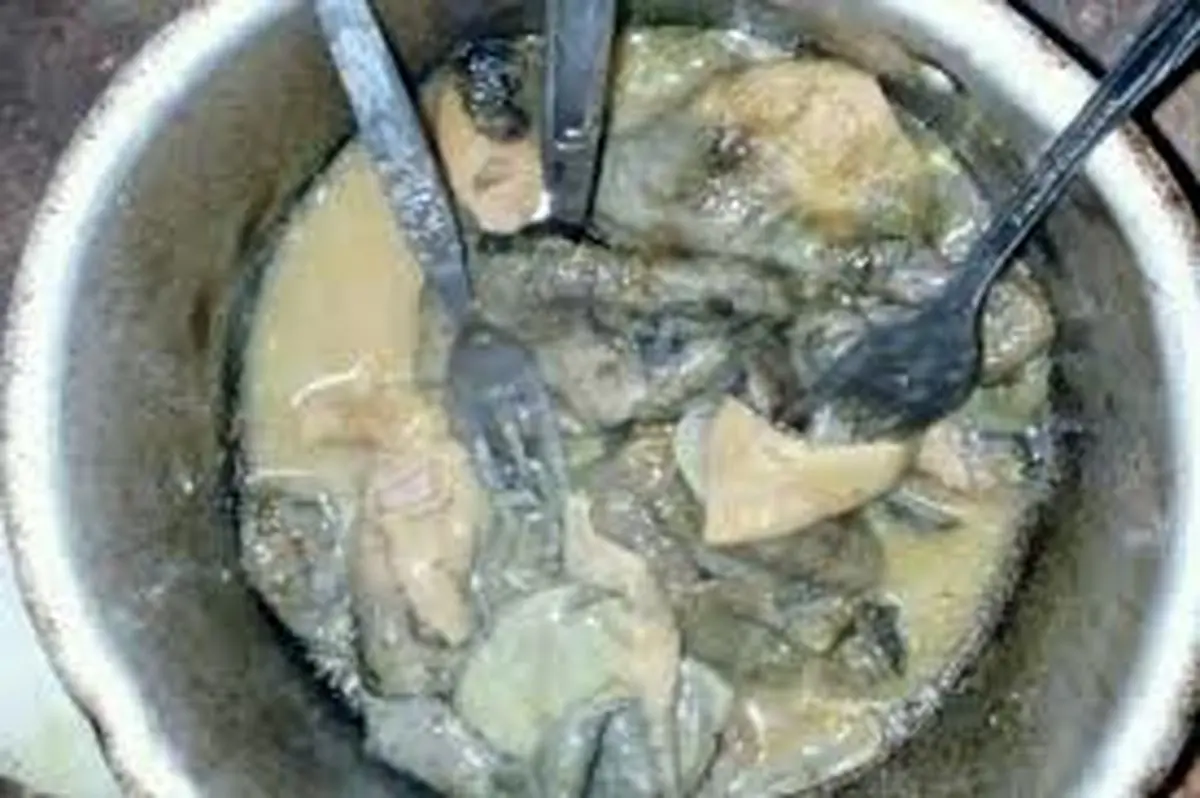 خوردن گوشت گربه در سیستان و بلوچستان به کجا رسید؟
