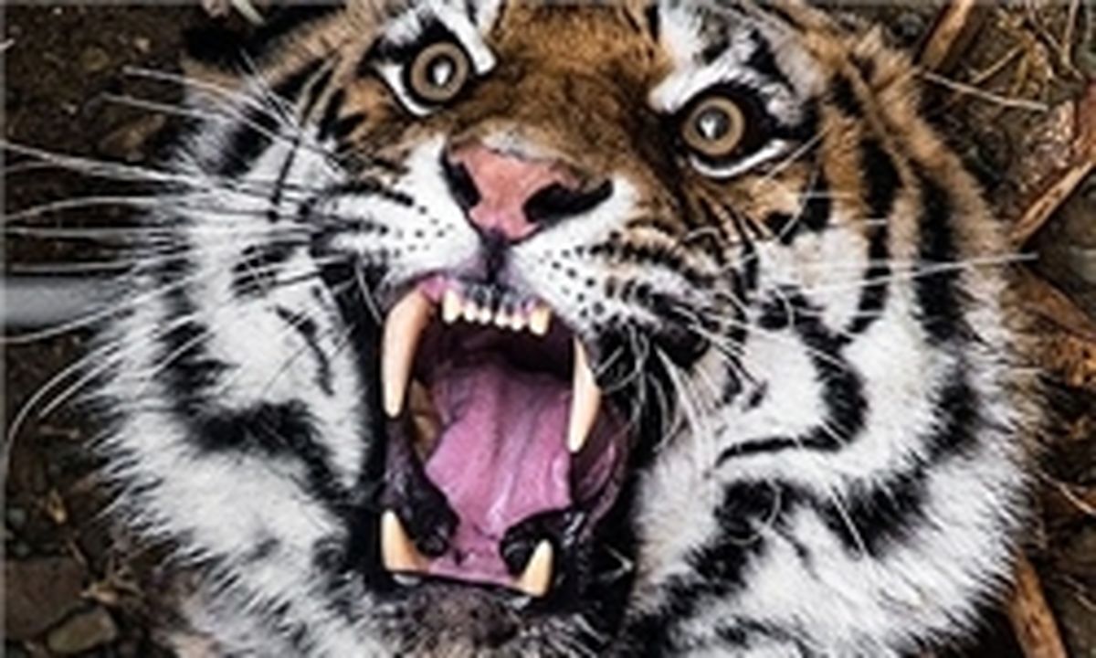 قرنطینه ۵ ساله ببر سیبری شکست