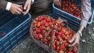هورامان در آستانه جهانی شدن