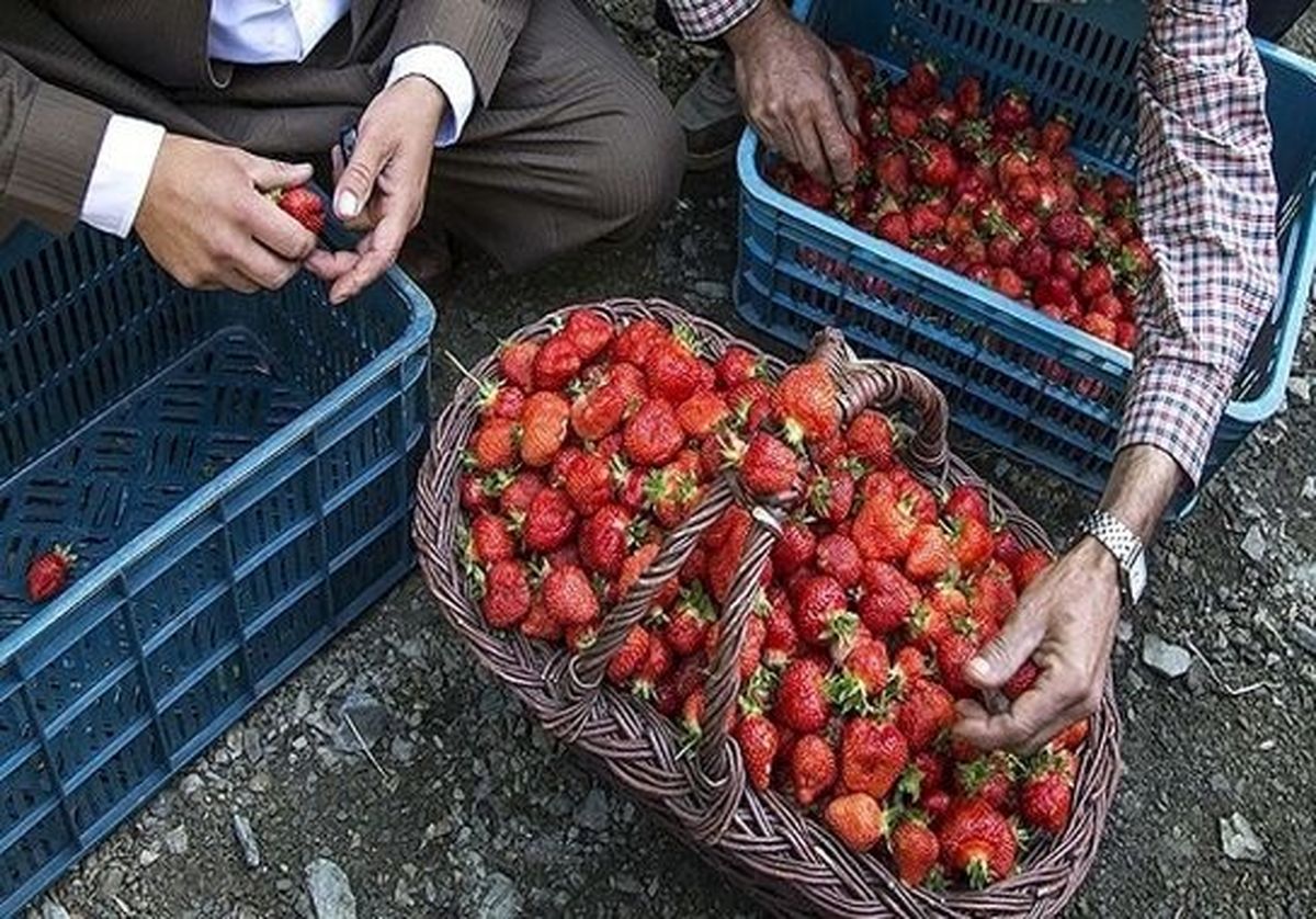 هورامان در آستانه جهانی شدن