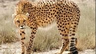  پلنگ ایرانی بیمه می‌شود 
