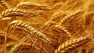 صادرات یک میلیون تن صادرات گندم و فراوردهای آن 