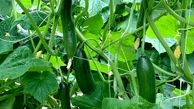 خیاری که به شوری مقاوم است!