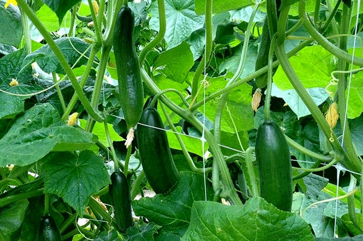 خیاری که به شوری مقاوم است!