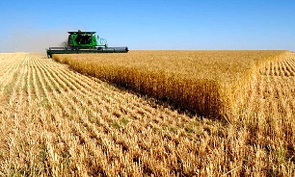 گندم‌کاران،‌ ناراضی از نرخ خرید تضمینی دولت/ هزینه تولید هرکیلو گندم بیش از ۵هزارتومان است

