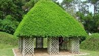 درختانی متفاوت و عجیب
