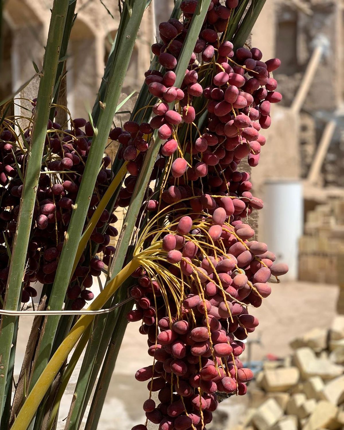 سختی رفاقت با گلاره عباسی