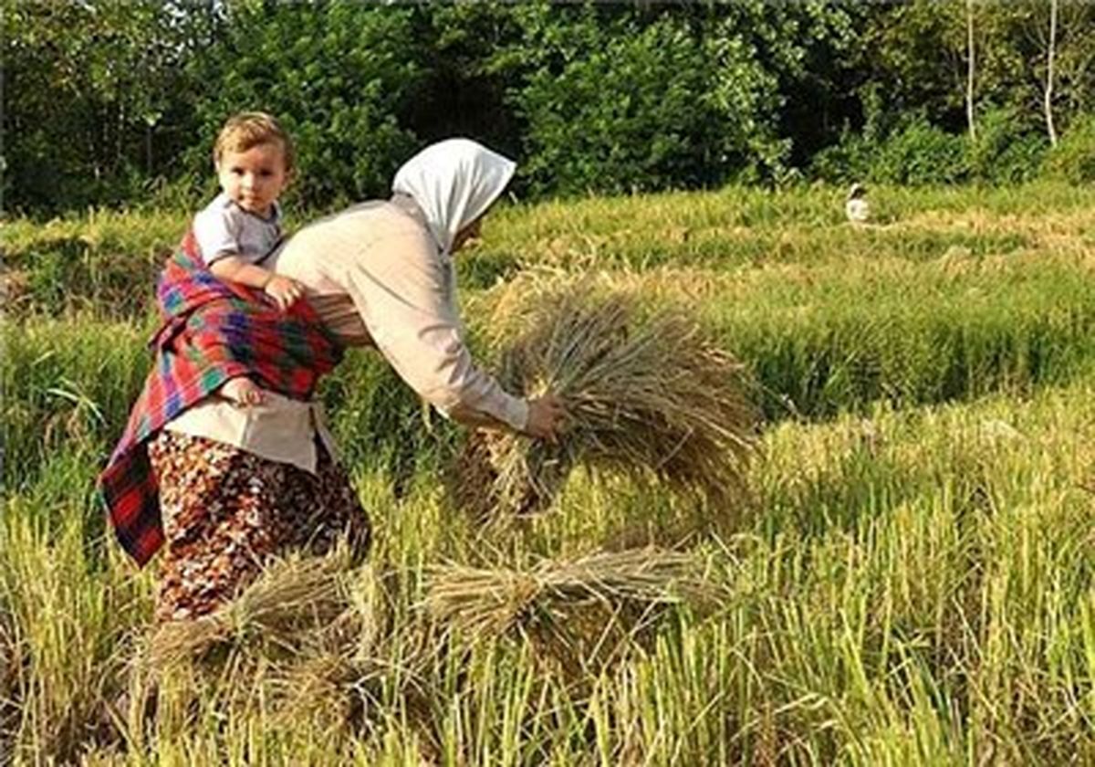 اقتصاد مقاومتی در وزارت جهاد کشاورزی در ۳ اقدام مهم خلاصه می‌شود