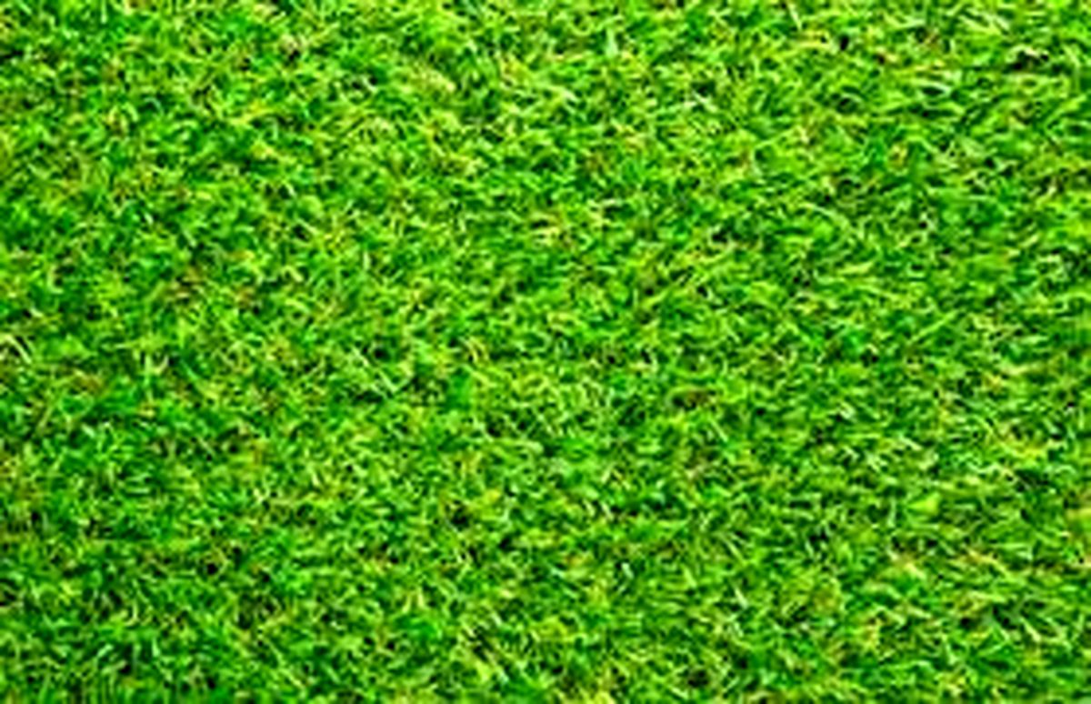 کاشت چمن ممنوع بود یا شد؟