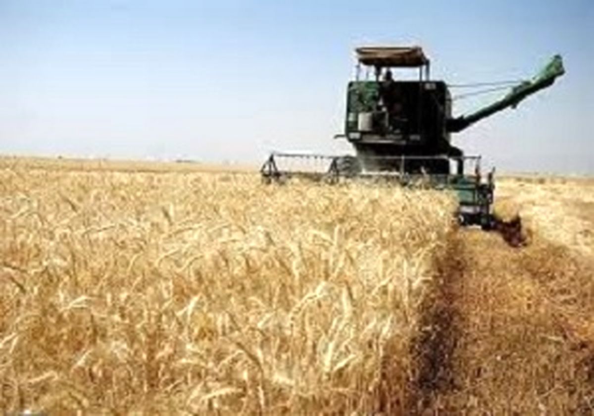 داد وستد ۳۰ هزار تن گندم خوراکی در بورس کالا 