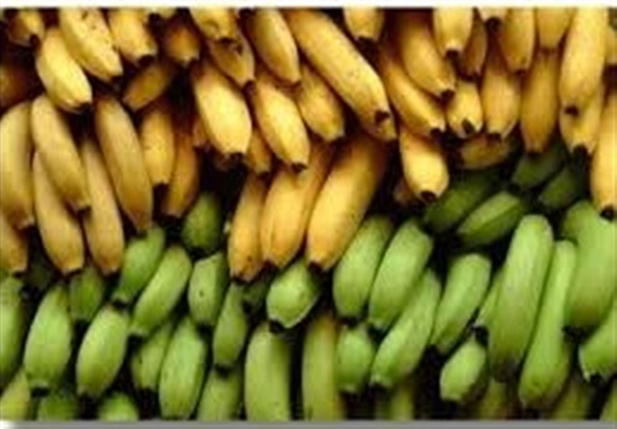 کاهش ۴۰ هزار تنی واردات موز به کشور+ جدول 