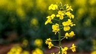 نقاشی زیبای طبیعت بجنورد+ عکس