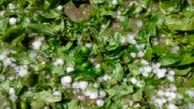 خسارت میلیاردی به بخش کشاورزی در پی سرما زدگی 