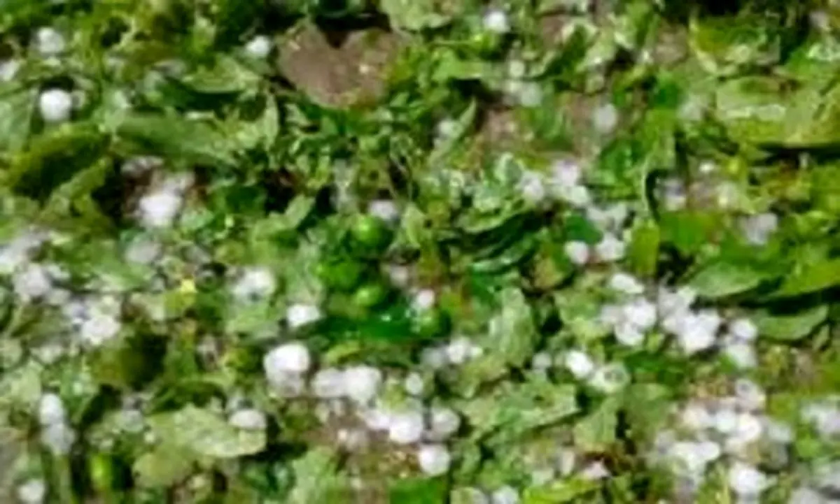 خسارت میلیاردی به بخش کشاورزی در پی سرما زدگی 