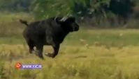 لحظه باورنکردنی فرار شیر ماده از چنگال بوفالو+ فیلم 