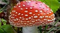 هشدار جدی درباره مسمومیت مصرف قارچ سمی و گیاهان خودرو