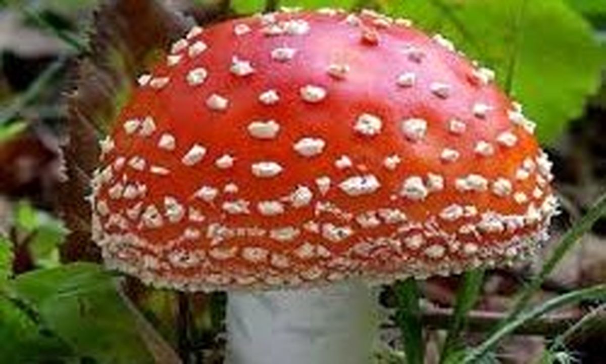 هشدار جدی درباره مسمومیت مصرف قارچ سمی و گیاهان خودرو
