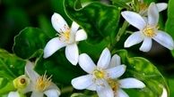 تاثیر بهار نارنج در لاغری / چه کسانی بهار نارنج بخورند ؟