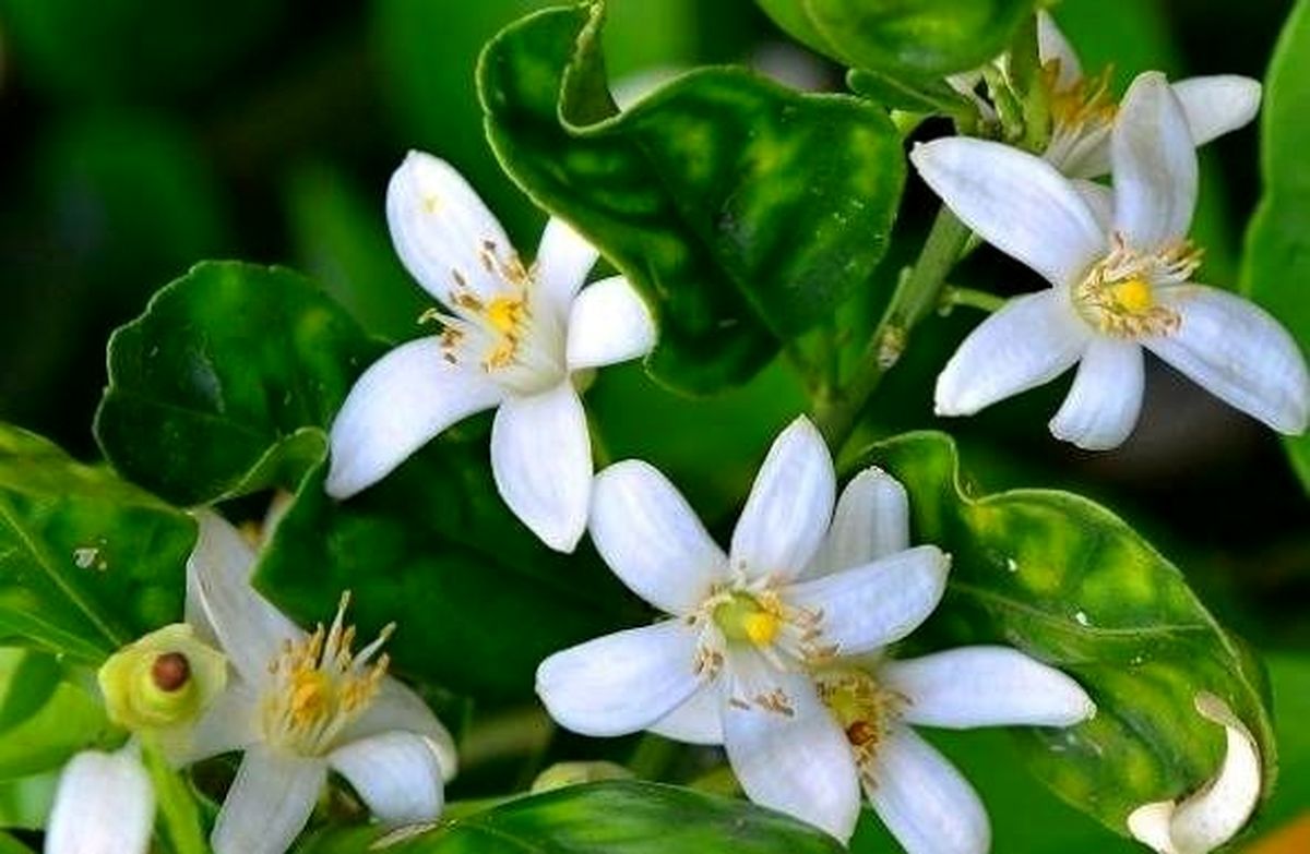 تاثیر بهار نارنج در لاغری / چه کسانی بهار نارنج بخورند ؟