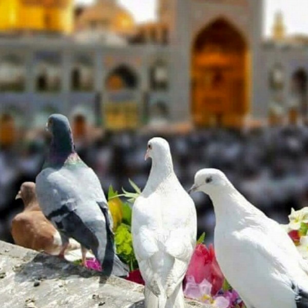 تبریک میلاد امام رضا از زبان خانم مجری خوش سخن