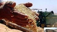 تخلف دولت در عدم پرداخت مطالبات گندمکاران
