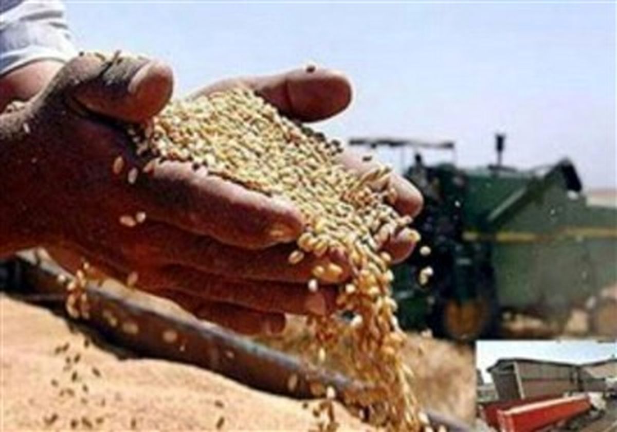 تخلف دولت در عدم پرداخت مطالبات گندمکاران
