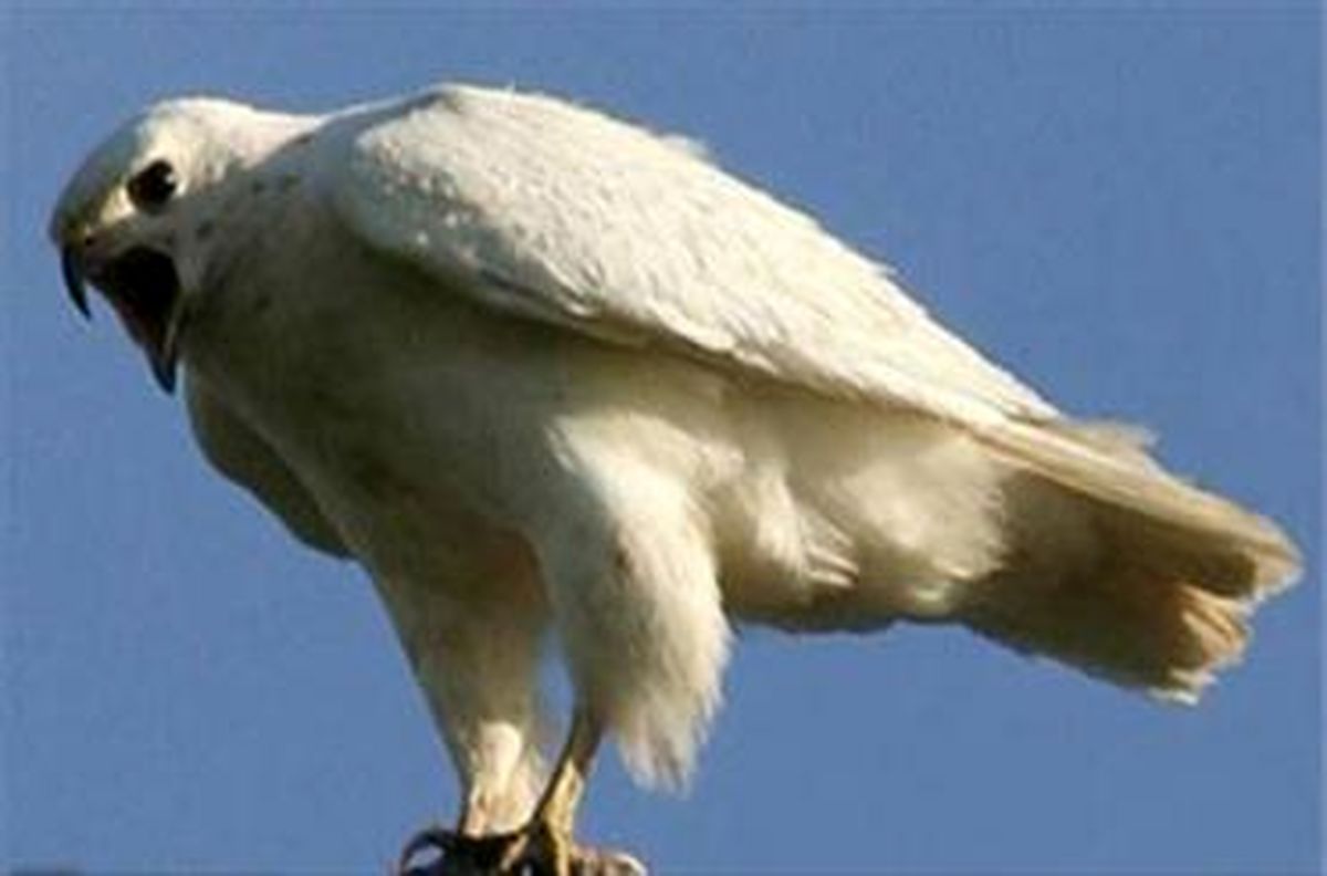 عقاب سفید ایرانی ۷۵۰ هزار دلار فروخته شد