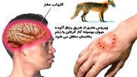 حرکات اضافی بدن در زمان مارگزیدگی ممنوع/جزئیات ابتلاء به هاری توسط گربه‌ها