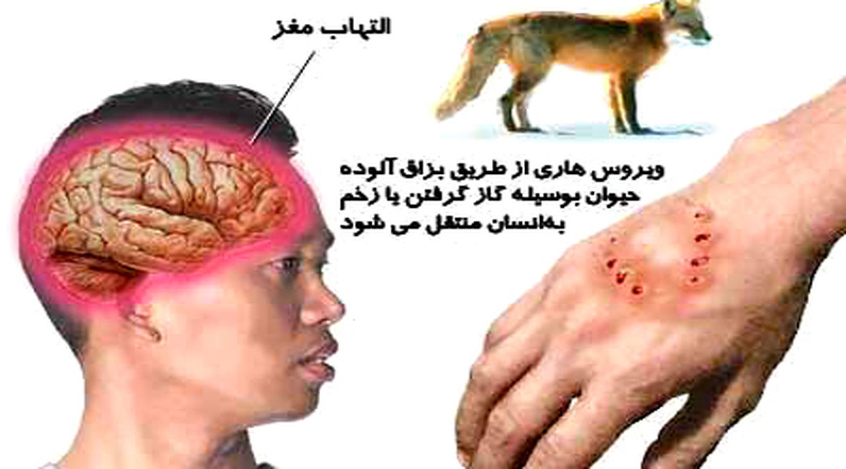 حرکات اضافی بدن در زمان مارگزیدگی ممنوع/جزئیات ابتلاء به هاری توسط گربه‌ها