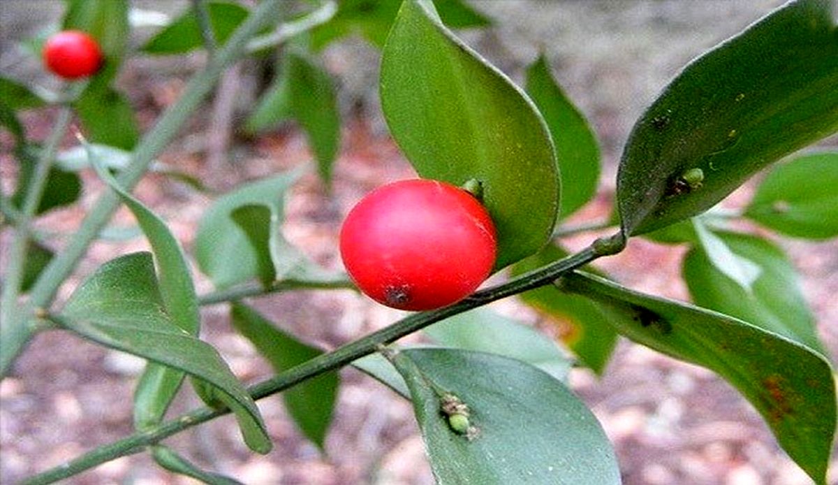 میوه هایی که روی برگ رشد می کنند