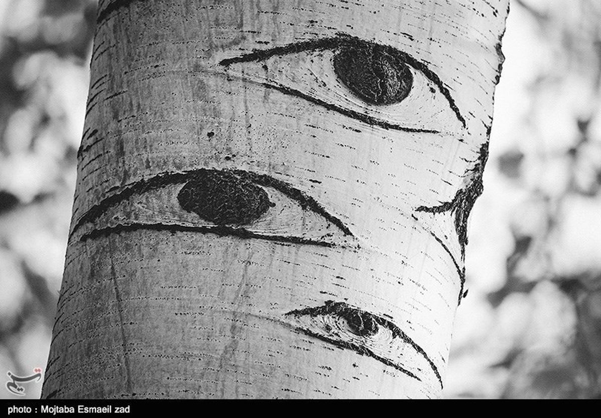 درختانی که چشم دارند