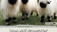  گوسفندهای بامزه شبیه به شخصیت های کارتونی