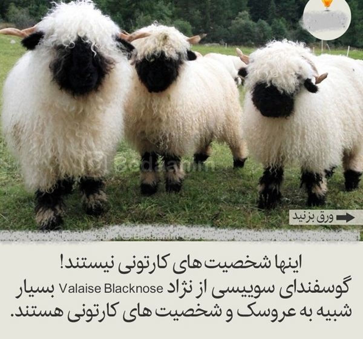 گوسفندهای بامزه شبیه به شخصیت های کارتونی