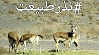 پدیده‌ای جدید به نام«نذر محیط‌زیست»