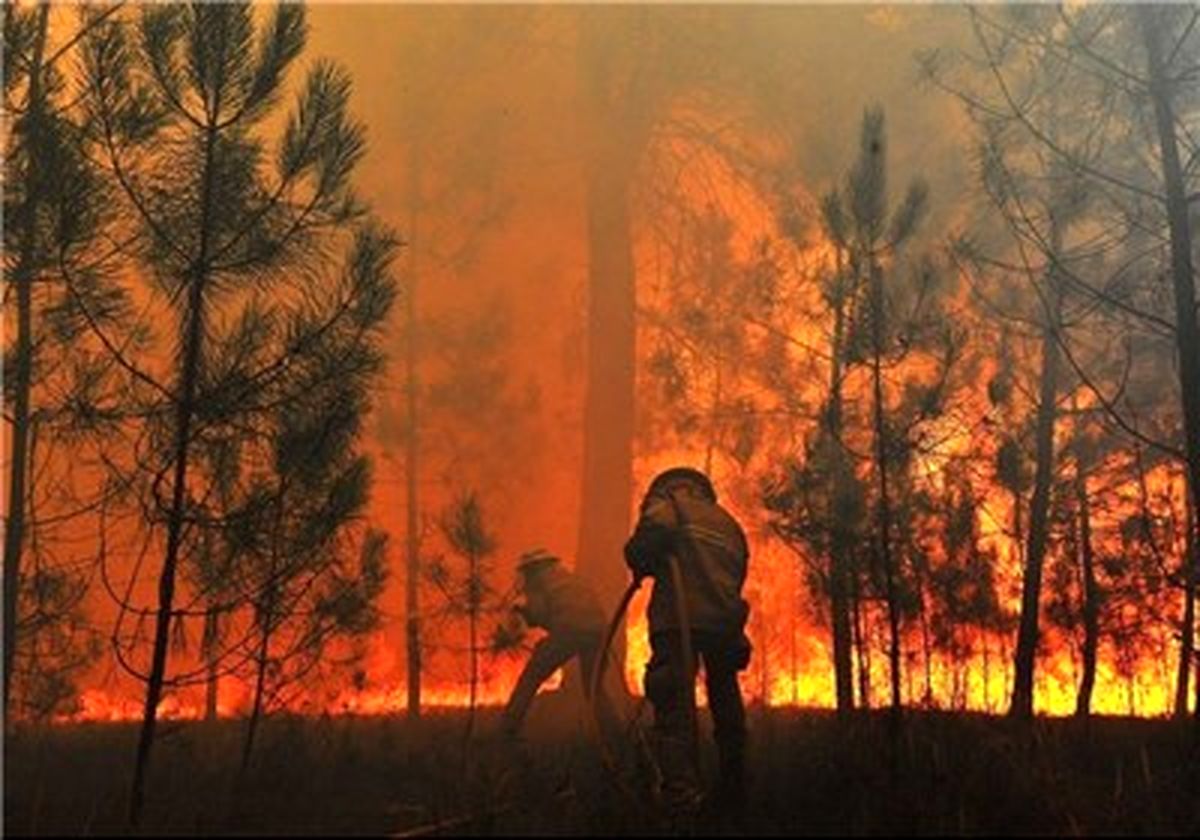 تلف شدن ۲۴ راس گاو و گوساله در بابل