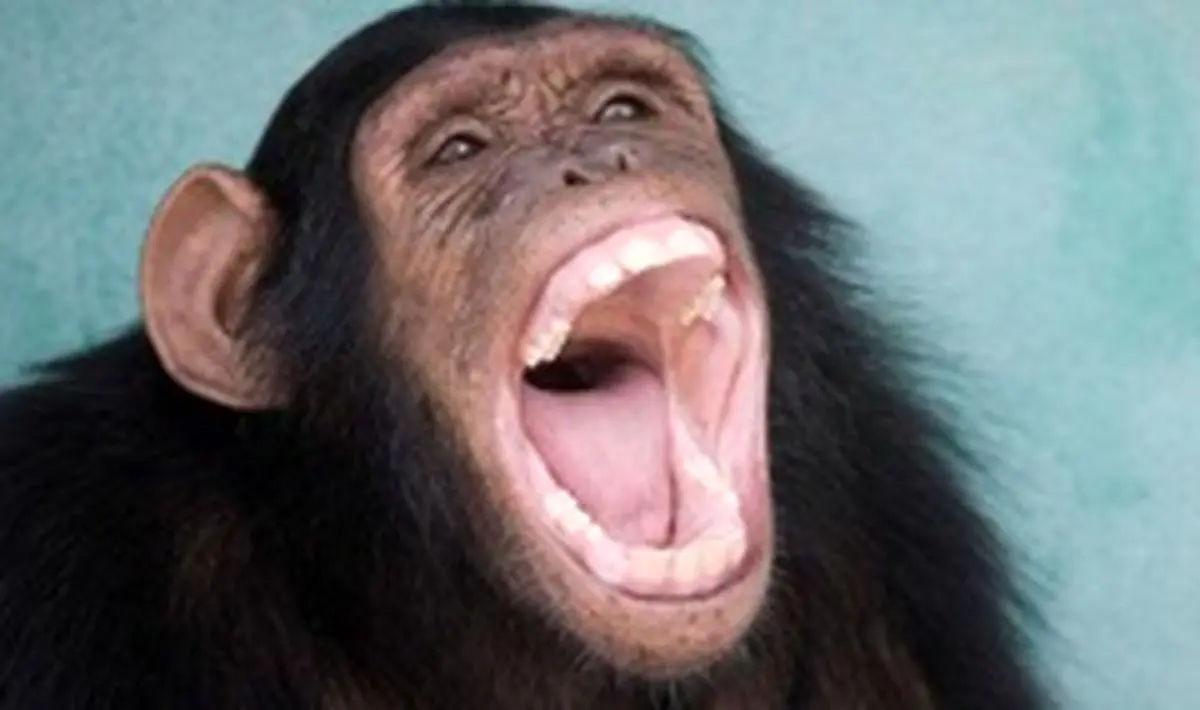 ورود میمون به بانکی در خیابان دولت