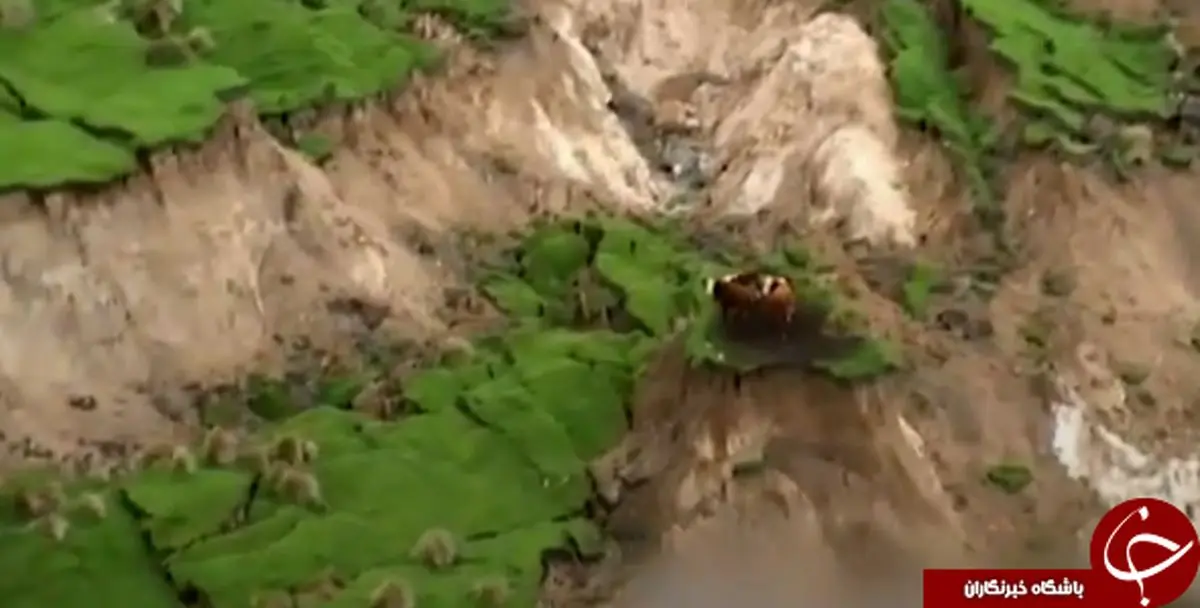 سه گاو خوش شانس بعد از زلزله زلاندنو+تصاویر