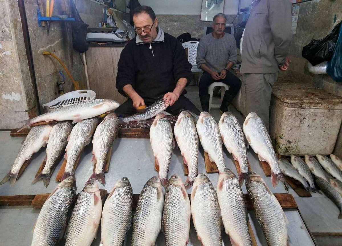 ماهی‌های فصل پاییز شمال را بشناسید