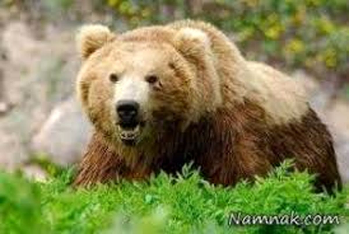 حمله‌ خرس به کوهنورد 68 ساله‌