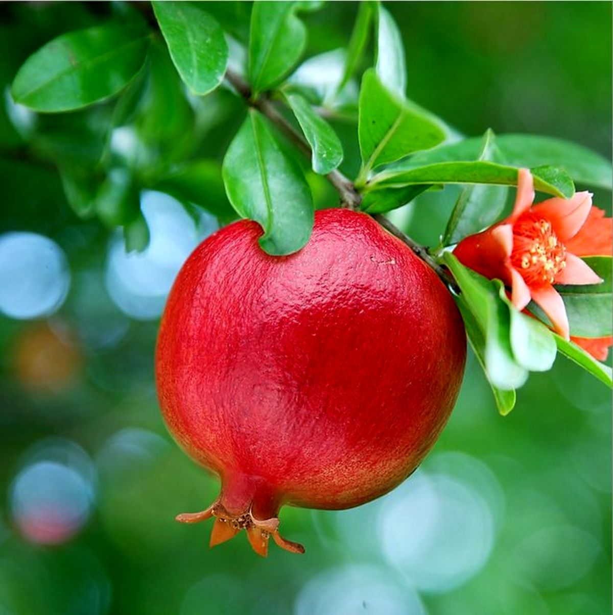خواص شگفت‌انگیزِ آب انار