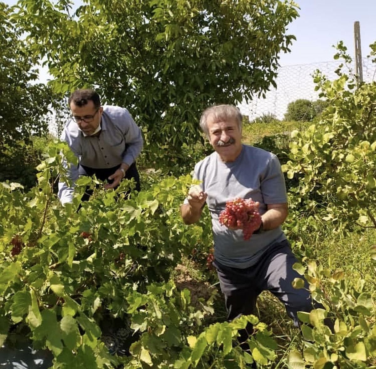 مهران رجبی در باغ انگور + عکس