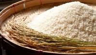 روش درست نگهداری از برنج تازه بدون شپشک زدن و آسیب دیدن برنج