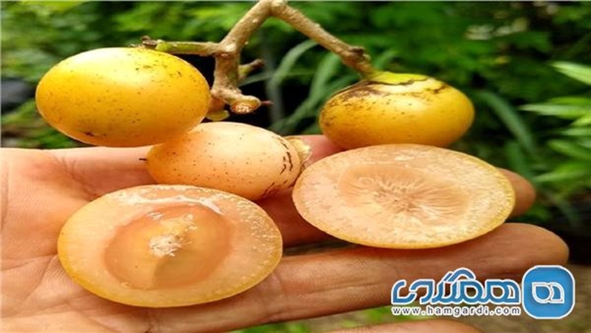 میوه ای برای درمان میگرن 