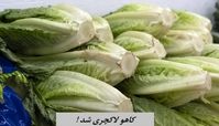 کاهو لاکچری شد ؛‌ کیلویی ۱۲۰ هزار تومان !