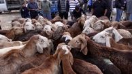 ممنوعیت صادرات دام برای تنظیم بازار گوشت
