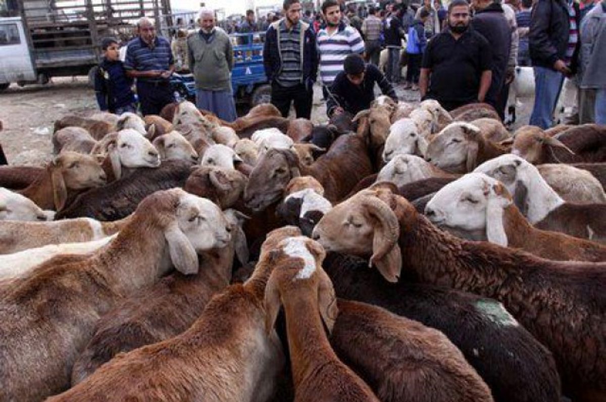 ممنوعیت صادرات دام برای تنظیم بازار گوشت