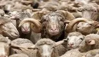 استخدام چوپانان ایرانی مسلط به زبان عربی توسط ارمنستان