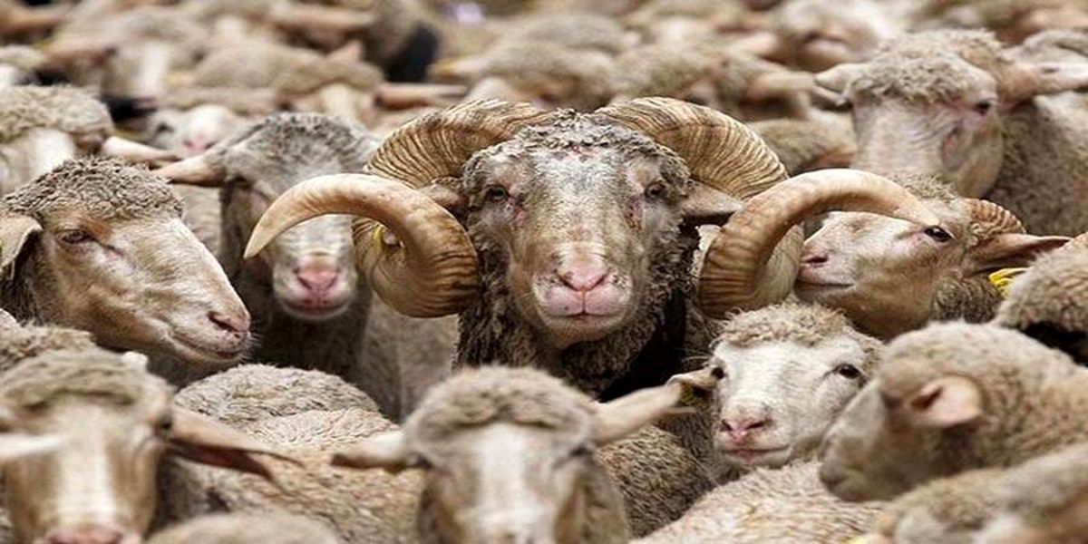 استخدام چوپانان ایرانی مسلط به زبان عربی توسط ارمنستان